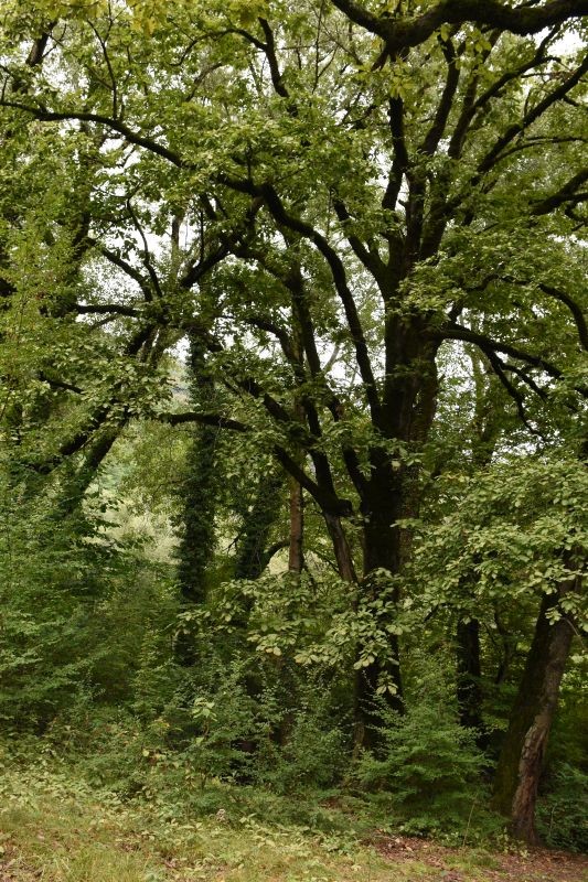 Rewitalizacja dendrarium Ludwika Młokosiewicza-etap drugi