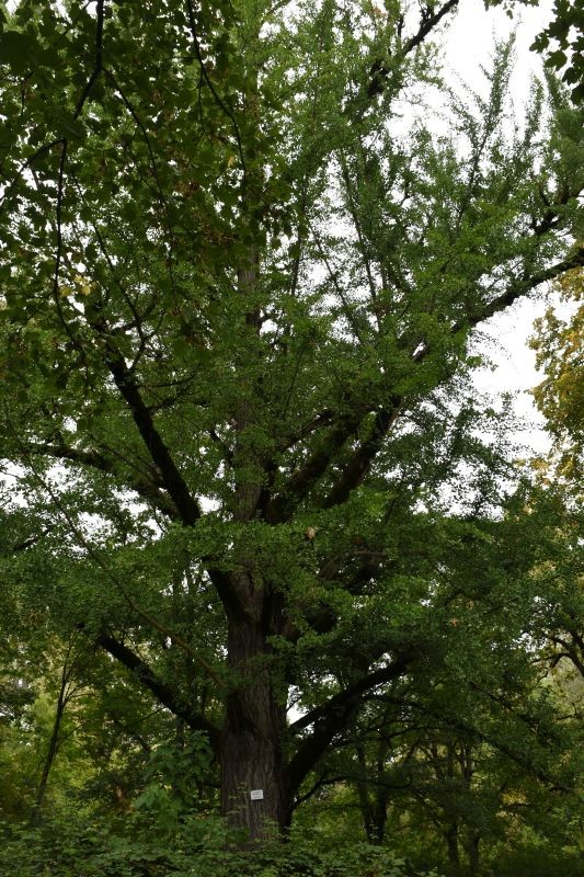 Rewitalizacja dendrarium Ludwika Młokosiewicza-etap drugi